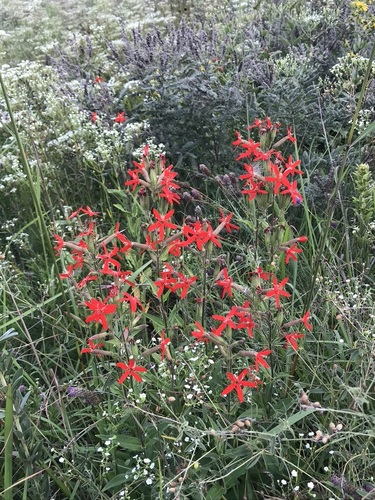 Royal Catchfly detail
