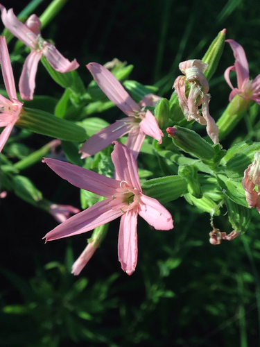 Royal Catchfly detail