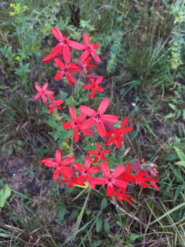 Royal Catchfly detail