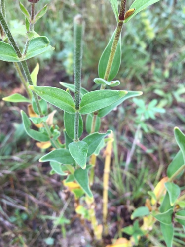 Royal Catchfly detail
