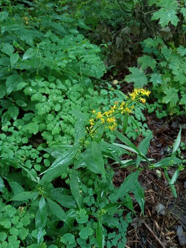 Zig Zag Goldenrod detail