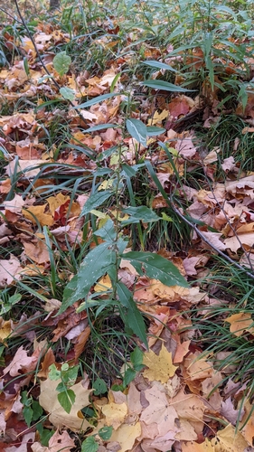 Zig Zag Goldenrod detail