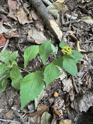 Zig Zag Goldenrod detail