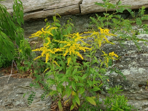 Early Goldenrod detail