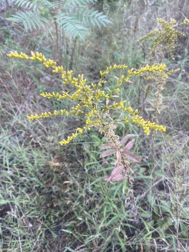 Early Goldenrod detail
