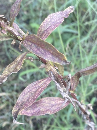 Early Goldenrod detail
