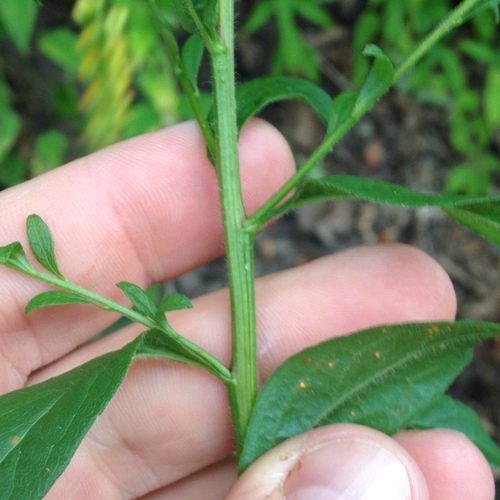 Elm-leaved Goldenrod detail