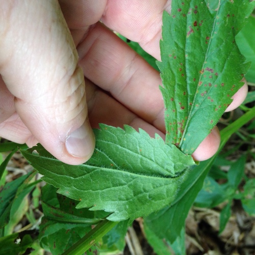 Elm-leaved Goldenrod detail