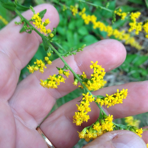 Elm-leaved Goldenrod detail