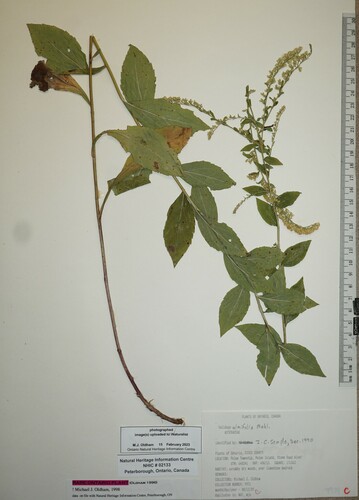 Elm-leaved Goldenrod detail