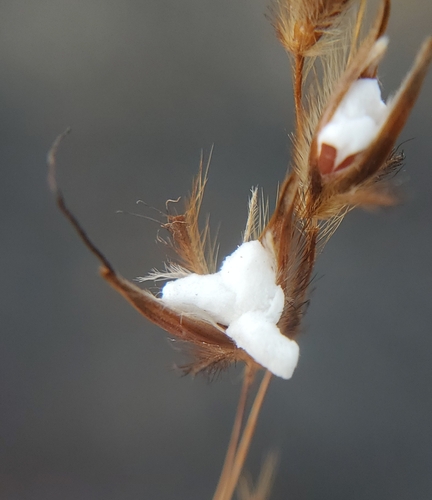 Indian Grass detail