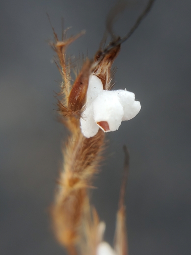 Indian Grass detail
