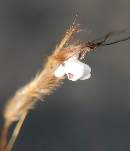 Indian Grass detail
