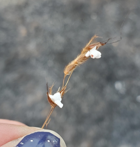 Indian Grass detail