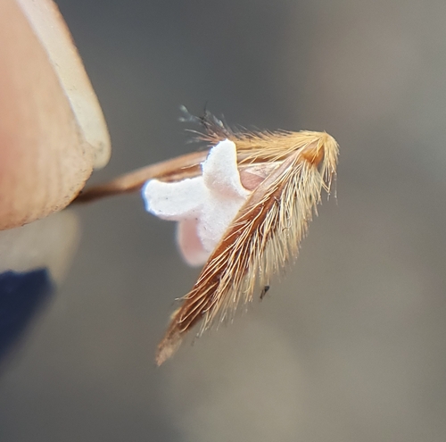 Indian Grass detail