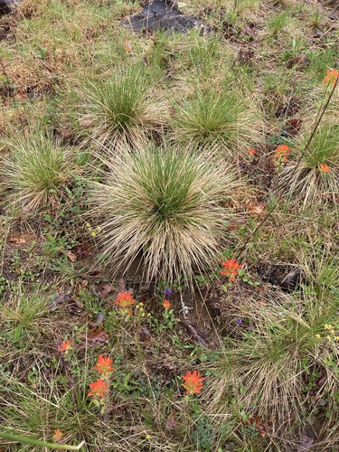 Prairie Dropseed detail