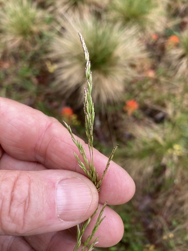 Prairie Dropseed detail