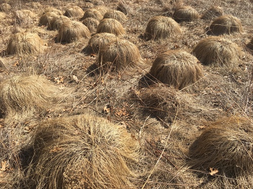 Prairie Dropseed detail