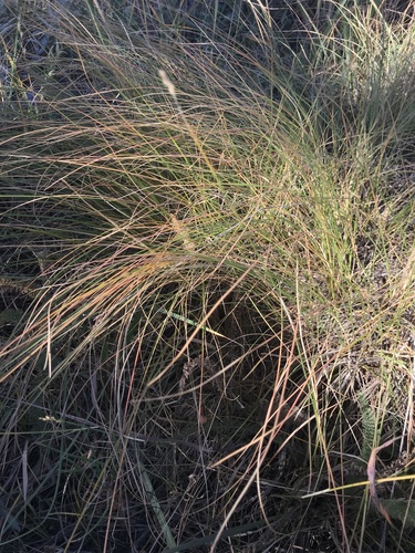 Prairie Dropseed detail