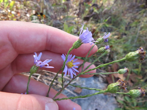 Smooth Blue Aster detail