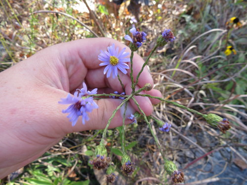 Smooth Blue Aster detail