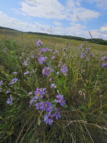 Smooth Blue Aster detail