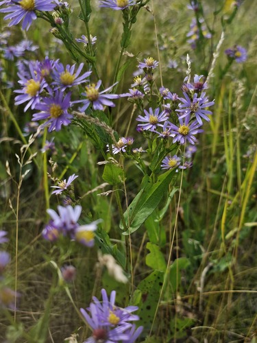 Smooth Blue Aster detail
