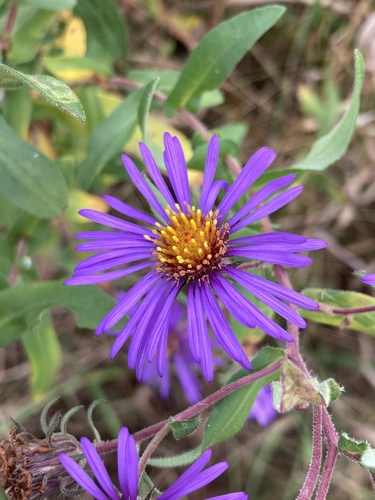 New England Aster detail