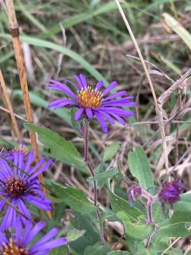 New England Aster detail