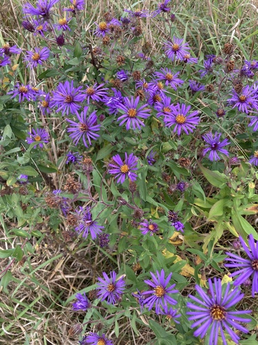 New England Aster detail