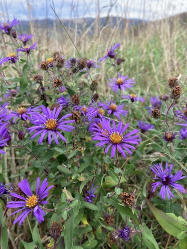 New England Aster detail