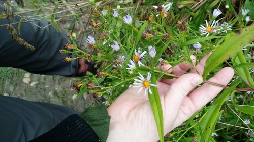 New York Aster detail