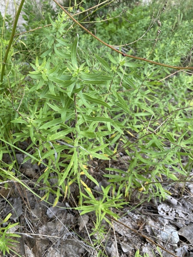 Aromatic Aster detail