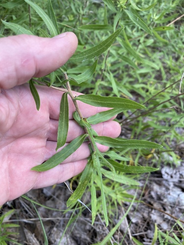 Aromatic Aster detail