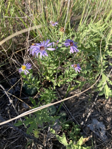 Aromatic Aster detail
