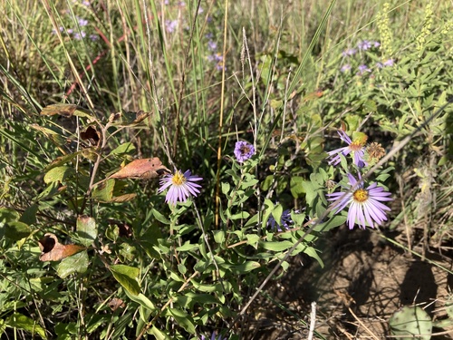 Aromatic Aster detail