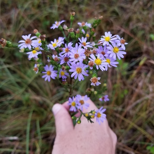 Sky Blue Aster detail