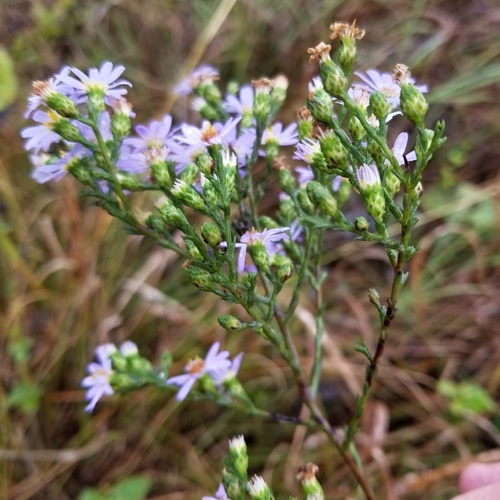 Sky Blue Aster detail