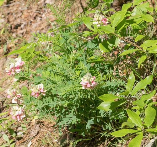Goat's Rue detail