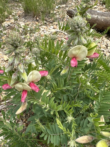 Goat's Rue detail