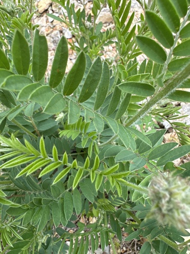 Goat's Rue detail