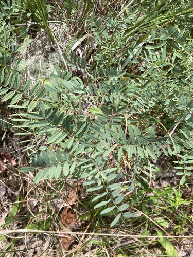 Goat's Rue detail