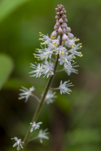 Foam Flower detail