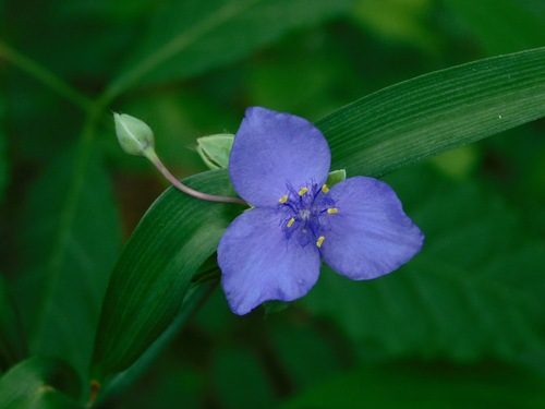 Ohio Spiderwort detail