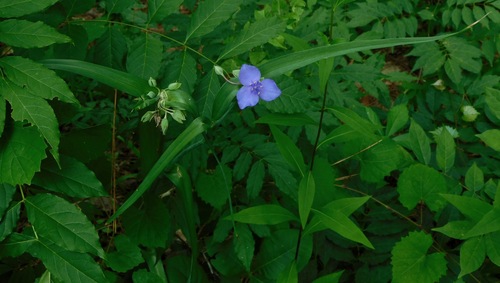 Ohio Spiderwort detail
