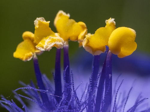 Ohio Spiderwort detail