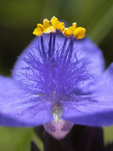 Ohio Spiderwort detail