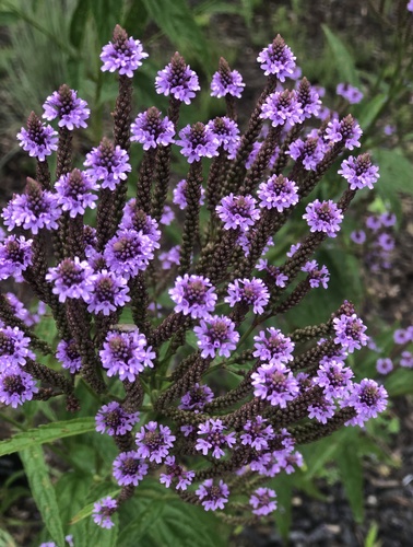 Blue Vervain detail