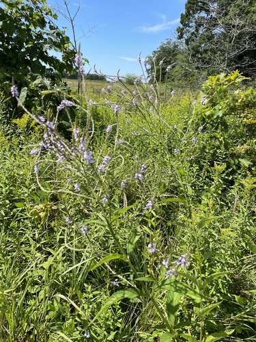 Blue Vervain detail