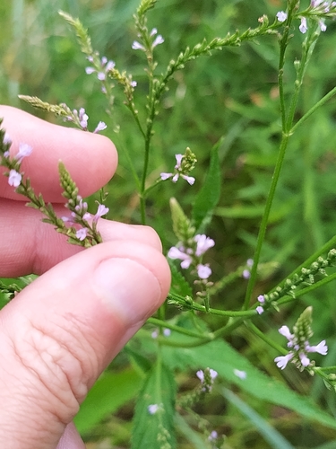 Blue Vervain detail